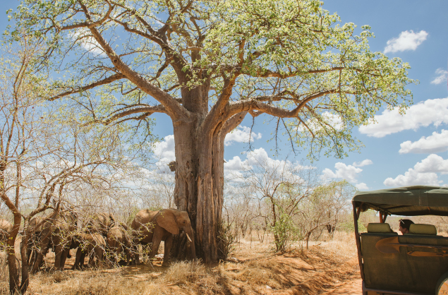 Elephant sighting on a game drive with Ruaha River Lodge