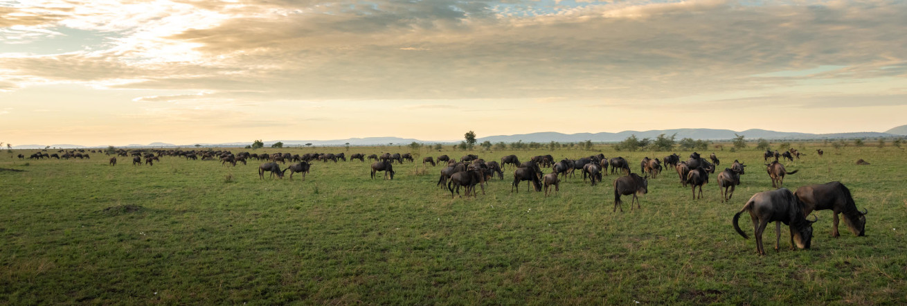 Wildebeest on the Seregeti Plains, Singita Serengeti House