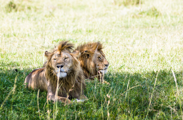 A lion sighting on safari with Singita Sabora Tented Camp