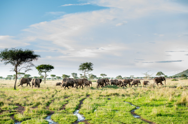 Elephants on the Serengeti Plains, Singita Sabora Tented Camp