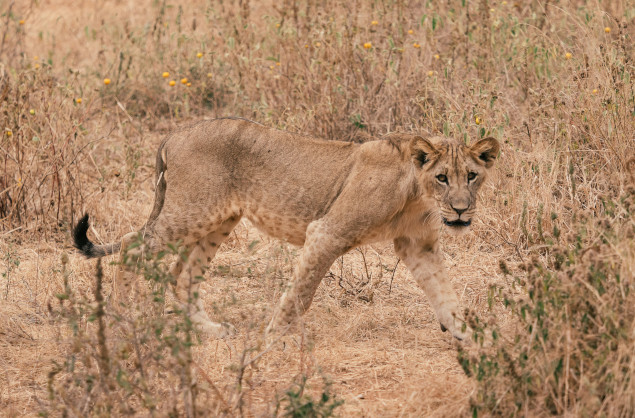 A healthy lion population exists in Tarangire National Park