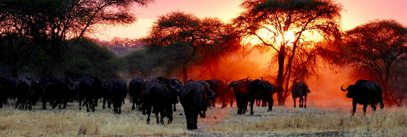 A herd of buffalo at sunset in Tarangire