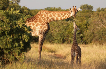  Giraffes in the Timbavati Private Game Reserve