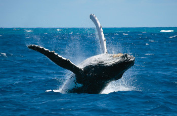 Whale breaching right next to your boat