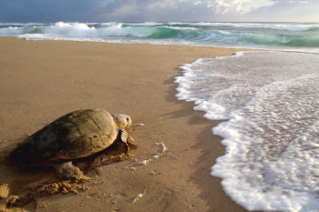 Turtle sighting at Thonga Beach Lodge