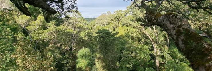 A view through the treetops in the Tsitsikamma National Park