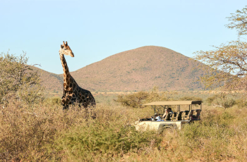 Game drives are one of many activities offered at Tswalu Kalahari in in South Africa