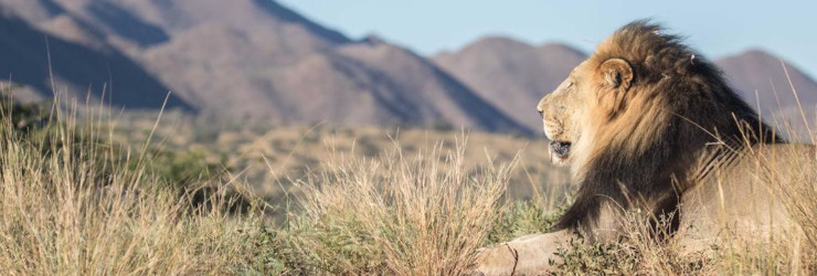 The famous black maned lions of the Kalahari