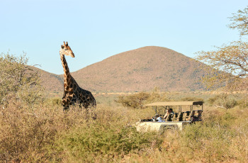 Plains game sightings whilst on a game drive in the Tswalu Kalahari Reserve
