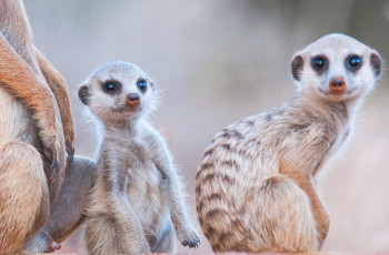 The habituated meerkat population at Tswalu