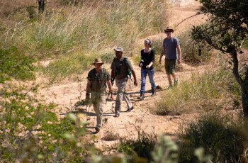 A 2 - 3 hr day walk conducted at Shindzela Tented Camp, Timbavati