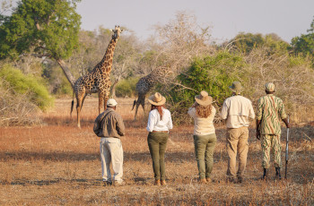 With Robin Pope Safaris, in the Luangwa Vallley, Zambia guests walk from one permanent camp or mobile camp to another