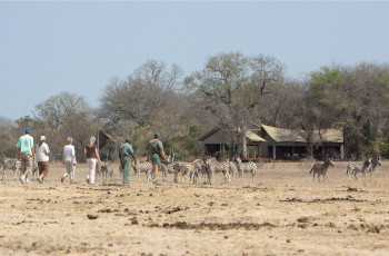 At Plains Camp in the Kruger Park, guests arrive at a permanent camp after their walking safari