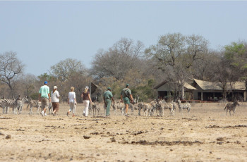At Plains Camp in the Kruger Park, guests arrive at a permanent camp after their walking safari, Plains Camp Rhino Walking Safaris