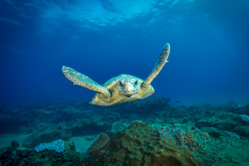 turtle sighting while snorkelling