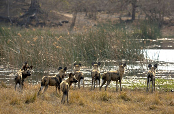 Wild Dogs on the rivers edge