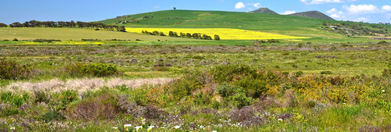 West Coast National Park, wildflowers in full bloom