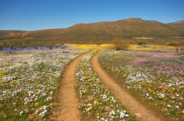 West Coast National Park Wild Flowers