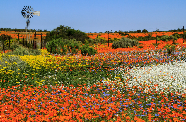 Wildflowers close to The Nedersetting Guest House