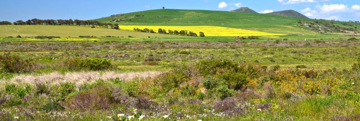 An expanse of colourful wildflowers in Darling