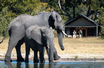 Elephants passing through camp at Little Makalolo
