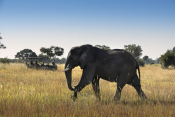 Elephant sighting on a game drive