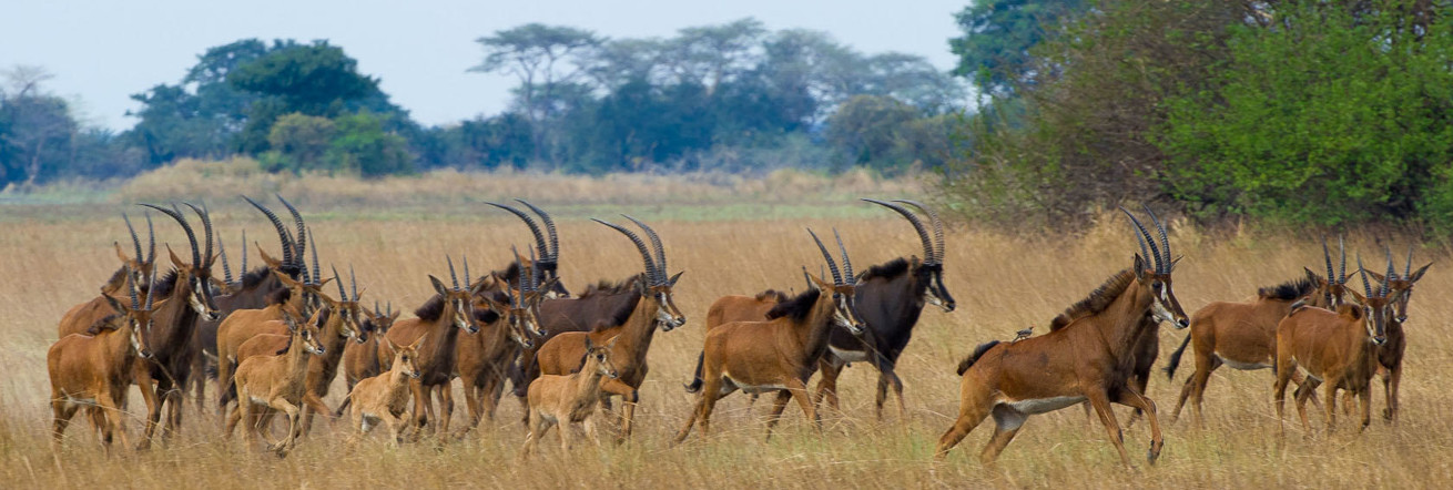 Sable antelope near Busanga Bushcamp, Kafue, Zambia
