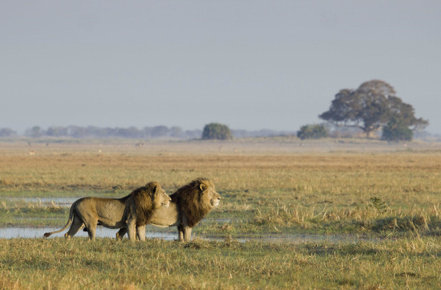 Lion sighting near Busanga Bushcamp