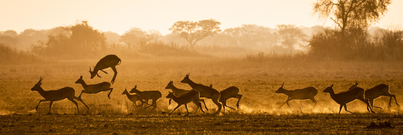 Antelope at sunset, Busanga Bushcamp