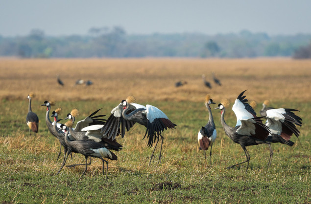 There is prolific birdlife in the Kafue, Wilderness Shumba Camp