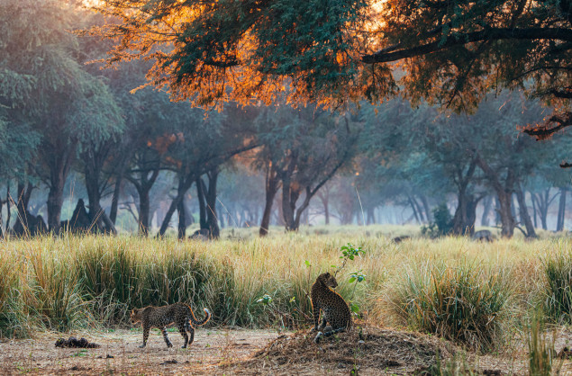 Leopard sighting on safari with Anabezi Luxury Tented Camp