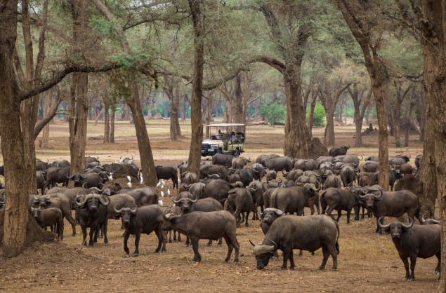 Game drives in the woodland areas of the Lower Zambezi, Anabezi Luxury Tented Camp
