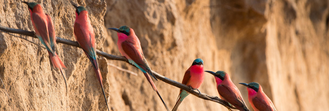 Carmine Bee-eaters on the river bank cliffs by Tena Tena Camp