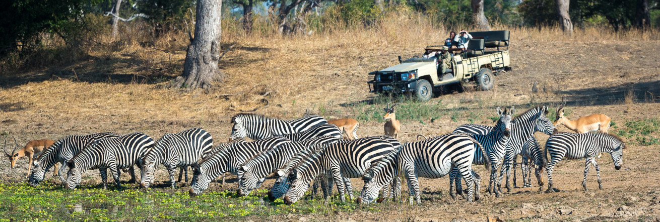 Zebras on the banks of the Luangwa River, Nkwali Camp