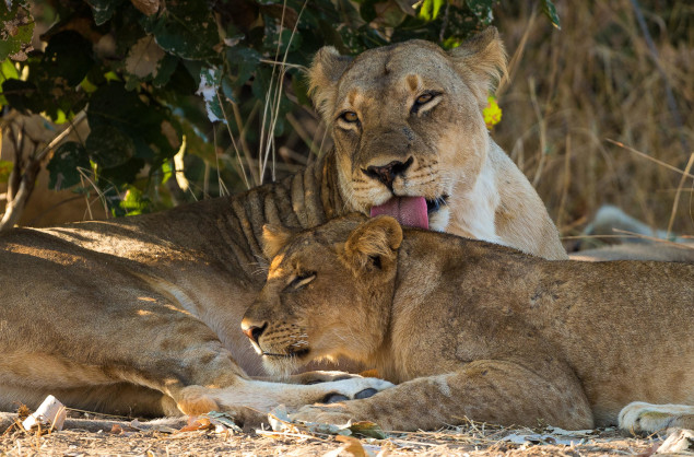 Big 5 sightings are common in the South Luangwa, Nsefu Camp