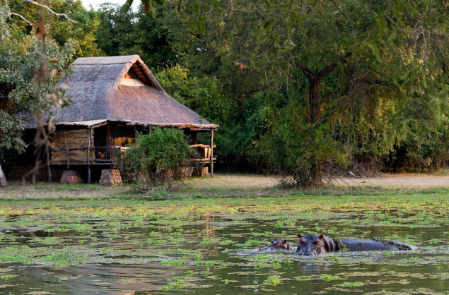 Hippos in from of the deck at Mfuwe Lodge, South Luangwa