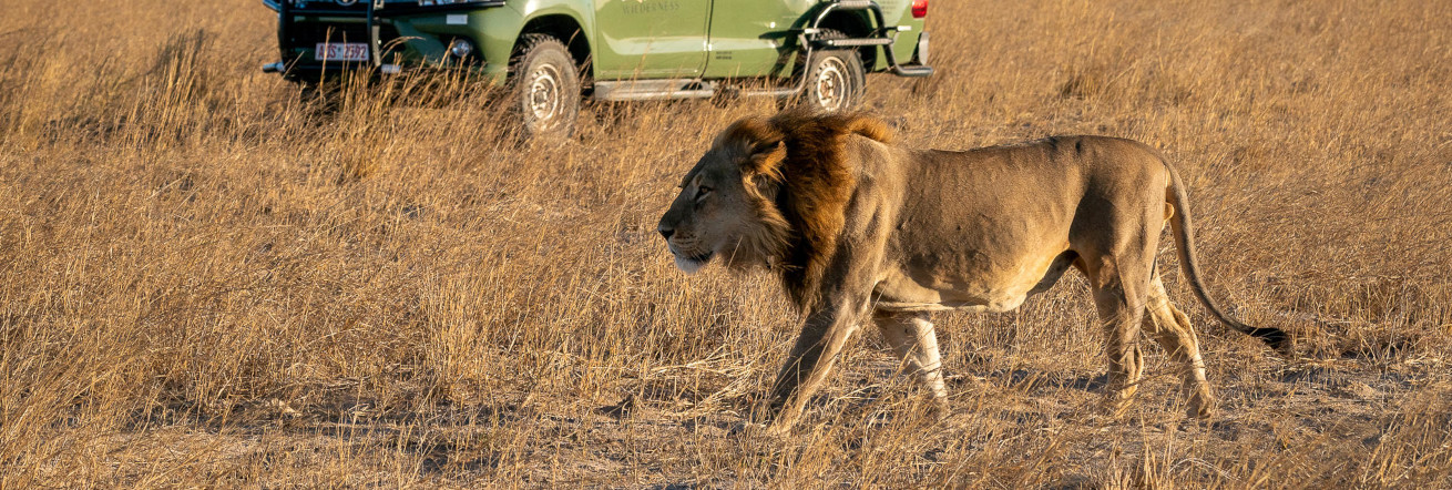 A lion sighting on safari with Wilderness Linkwasha