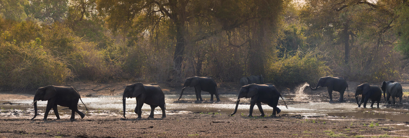 Elephants in the magical golden glow of Mana Pools, Kanga Camp