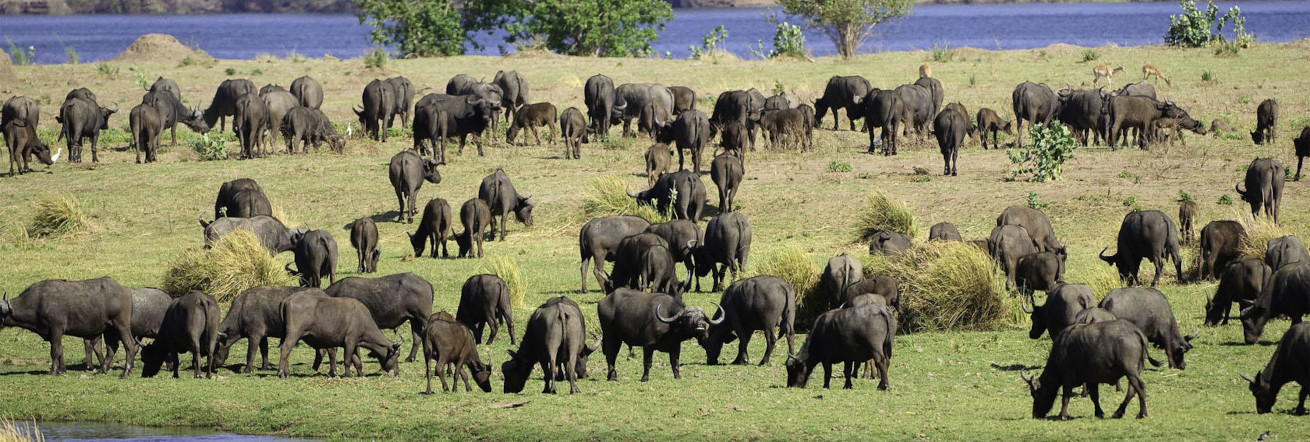 A large herd of buffalo on the floodplains in Mana Pools, Wilderness Ruckomechi