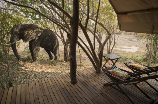 Elephants right outside your accommodation, Kanga Camp