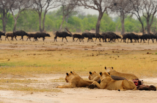 Lions finishing off a hunt in Mana Pools National Park