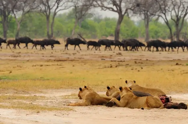 Lions finishing off a hunt in Mana Pools National Park