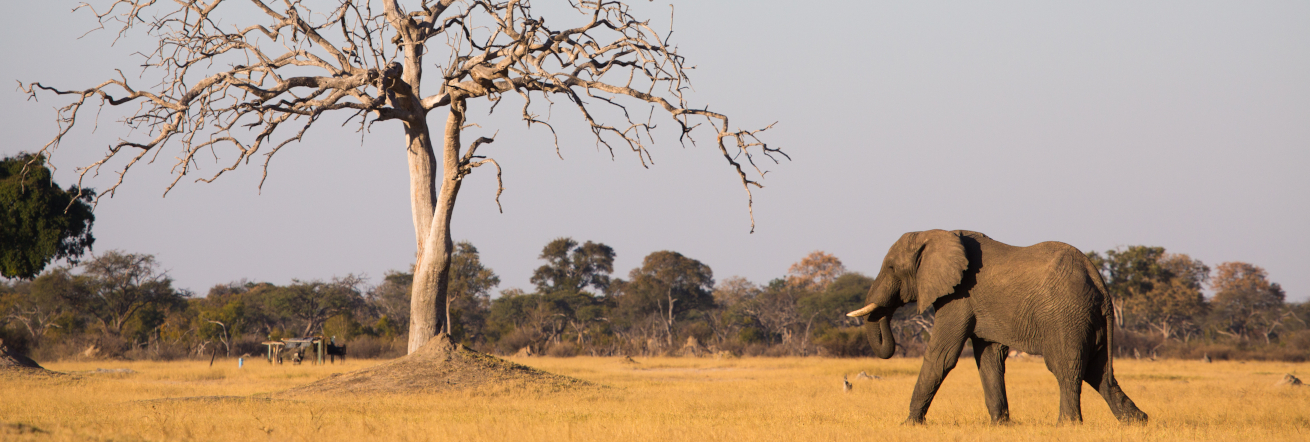 An elephant in Hwange National Park