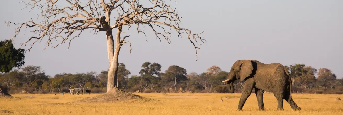 An elephant in Hwange National Park