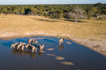 Elephant herds in Hwange