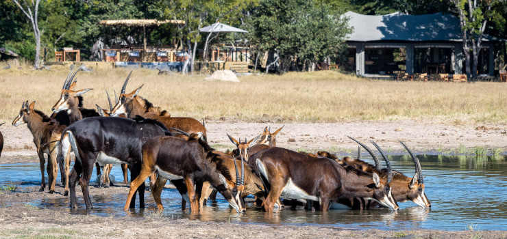  Wildlife at the waterhole in front of camp in Hwange National Park