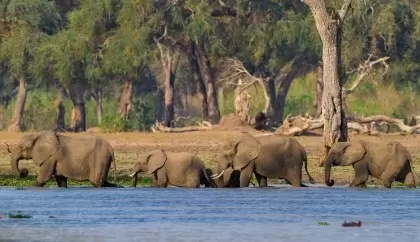 10 Day Cape Town, Zambia & Safari Honeymoon