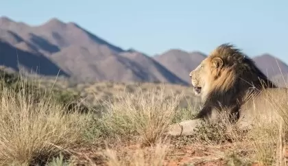 10 Day Family Safari and Cape Town