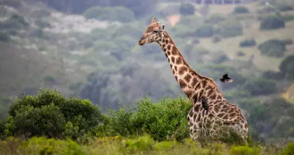 Botlierskop Private Game Reserve