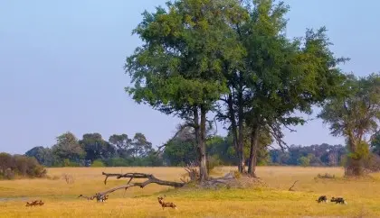 Wild dog, Okavango Delta, Botswana